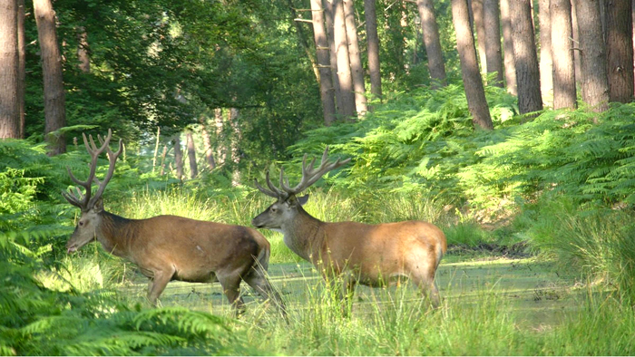 Cerfs