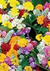 Marché de Printemps